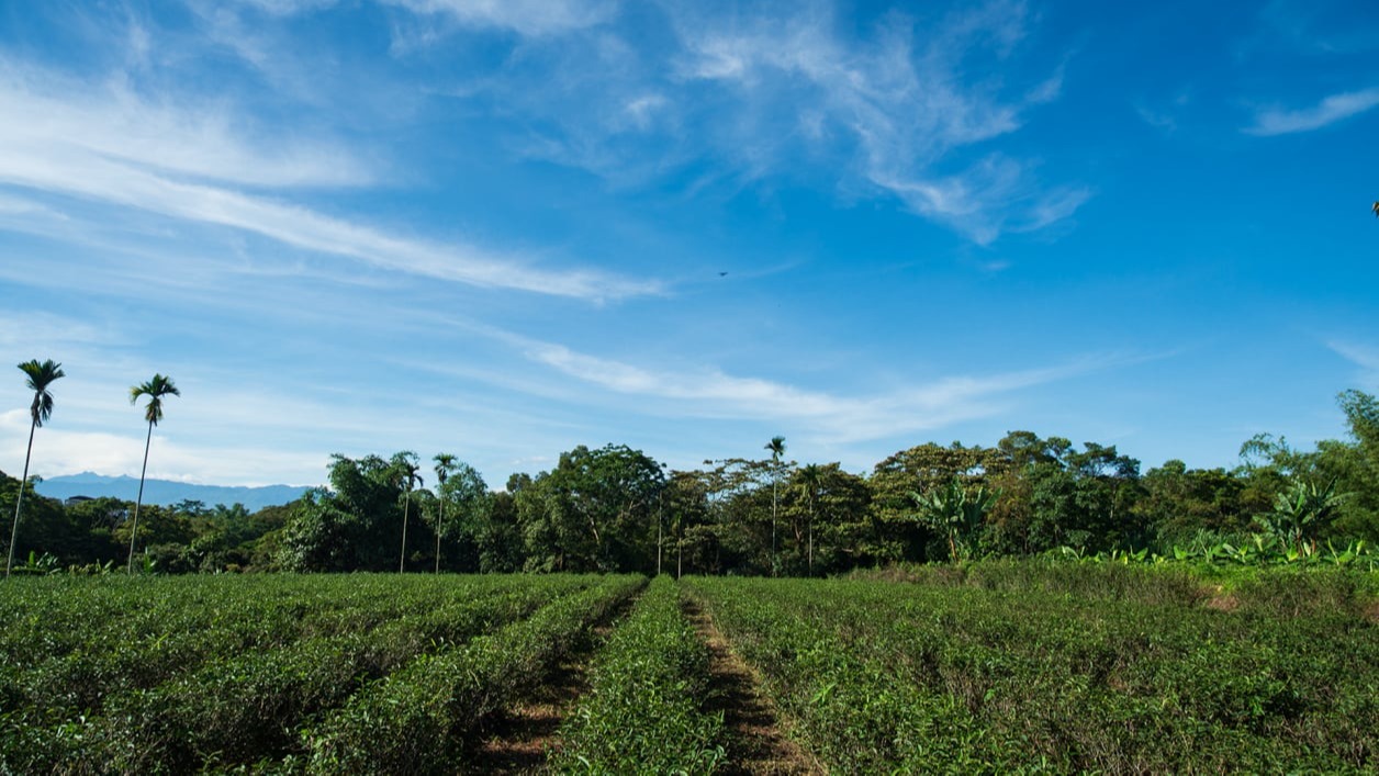Organic Tea plantation